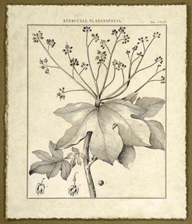 Vintage Botanical Study I by Charles Francois Sellier art print