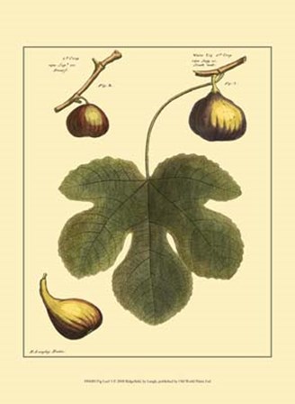 Fig Leaf I by Batty Langley art print