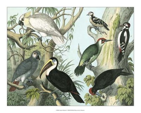 Avian Collection I art print