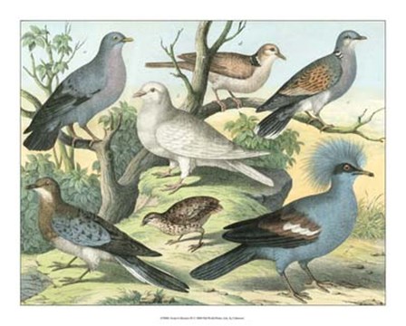 Avian Collection III art print