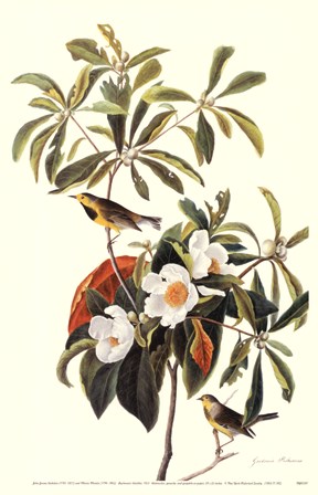 Bachman&#39;s Warbler by John James Audubon art print