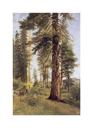 California Redwoods by Albert Bierstadt art print