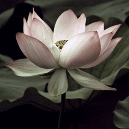 The Lotus I by Andy Neuwirth art print