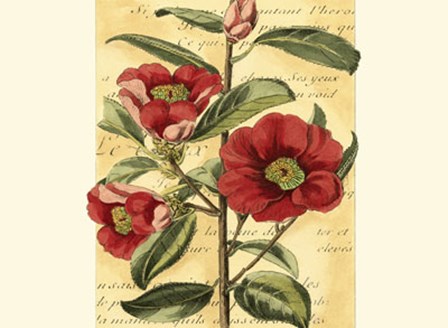 French Camelia by Samuel Curtis art print