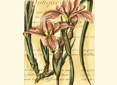 French Iris by Samuel Curtis art print