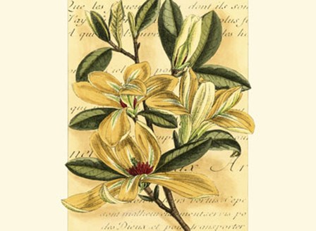 French Magnolia by Samuel Curtis art print