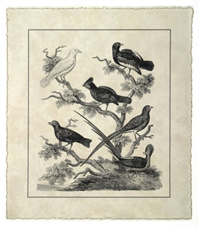 Vintage Birds on a Branch II by Sydenham Edwards art print