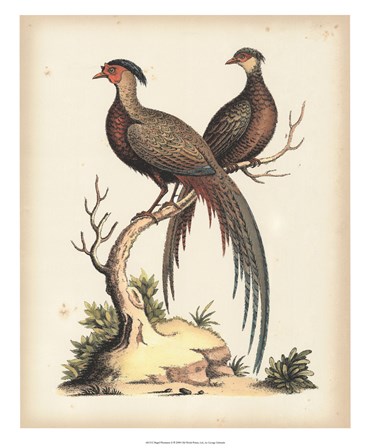 Regal Pheasants II by George Edwards art print