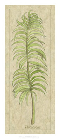 Arecaceae Leaf by Alicia Ludwig art print