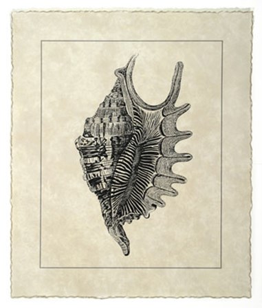 Vintage Shell III by Vision Studio art print