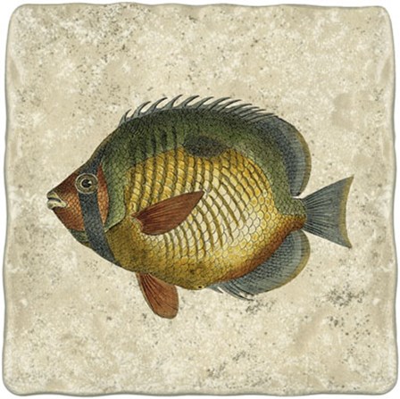 Butterfly Fish I by Vision Studio art print