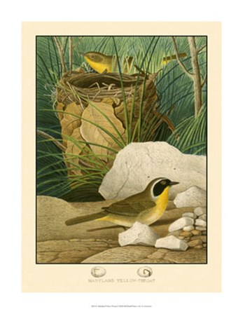 Maryland Yellow-Throat art print