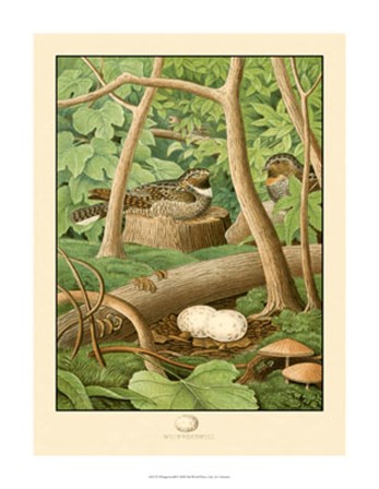 Whippoorwill art print