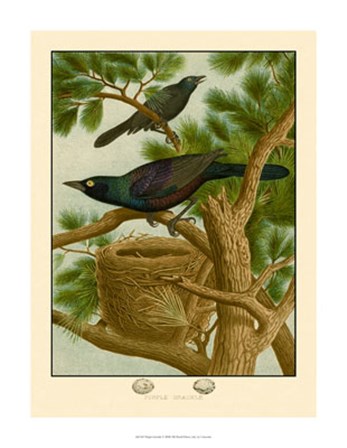 Purple Grackle art print