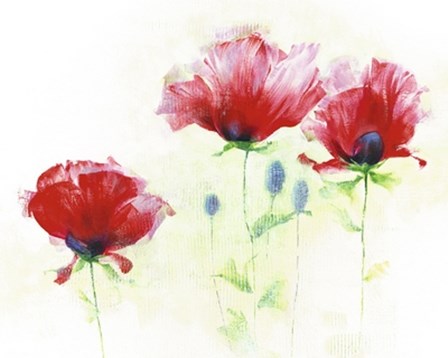 Red Poppies II by Andrea Fontana art print