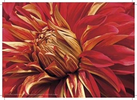 Mini Graphic Dahlia IV by Rachel Perry art print