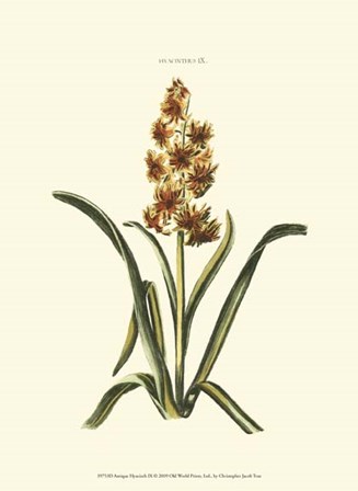 Antique Hyacinth IX by Christoph Jacob Trew art print