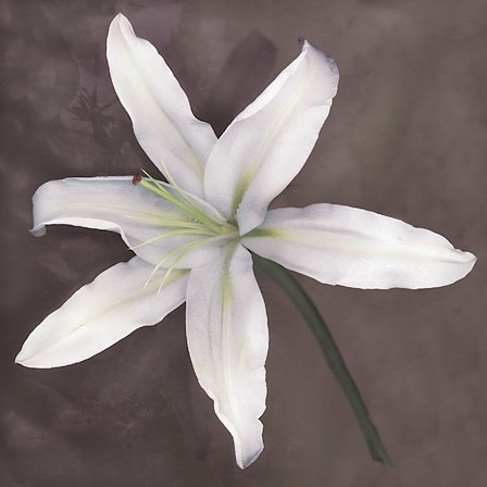 White Lily by Erin Clark art print