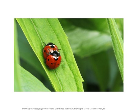 Two Ladybugs art print