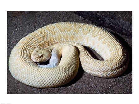 Albino Rattlesnake art print