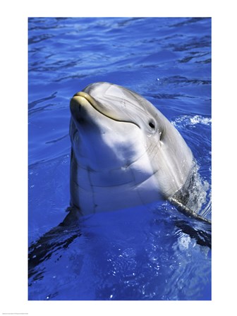 Dolphin - head out of the water art print