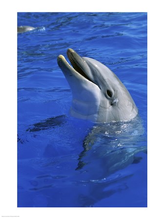 Dolphin Sea World San Diego California USA art print