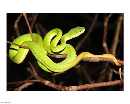 Eyelash Viper art print