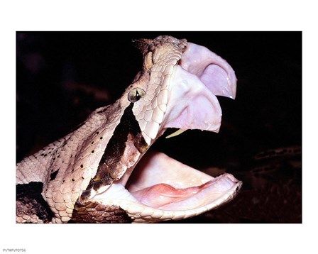 Gabon Viper Fangs art print