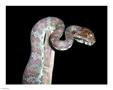 Malabar Pit Viper art print