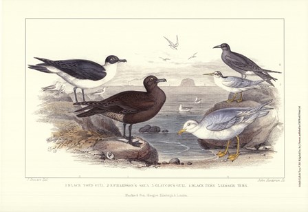 Gulls &amp; Terns by J. Stewart art print