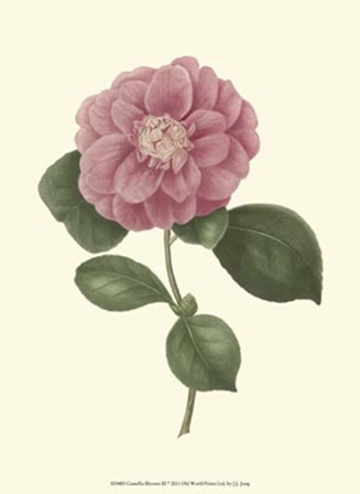 Camellia Blooms III by J. J. Jung art print