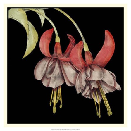 Graphic Fuchsia II by Jennifer Goldberger art print