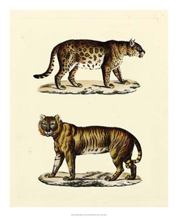 Animal Studies II by Vision Studio art print