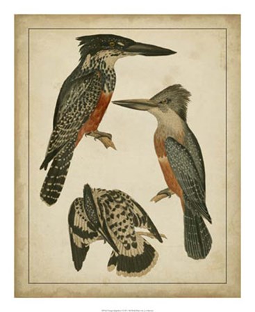 Vintage Kingfishers I art print