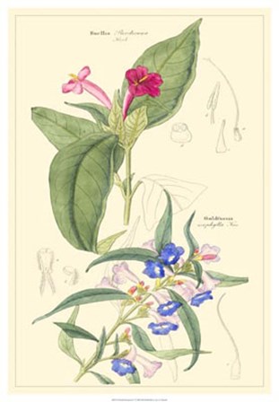 Botanical IV by Dr. David Dietrich art print