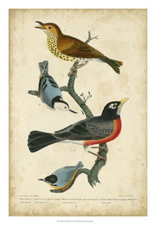 Wilson&#39;s Wood Thrush by Alexander Wilson art print