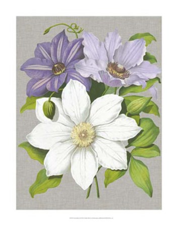 Clematis Blooms II by Pieter De Pannemaeker art print