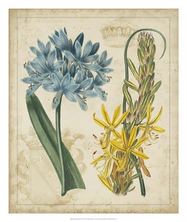 Botanical Repertoire II by Vision Studio art print