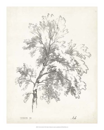 Ash Tree Study art print