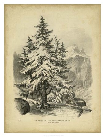 The Spruce by George Barnard art print