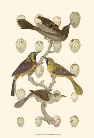 British Birds and Eggs II by Vision Studio art print