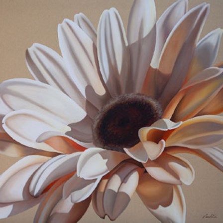 White Gerbera by Carolina Alotus art print