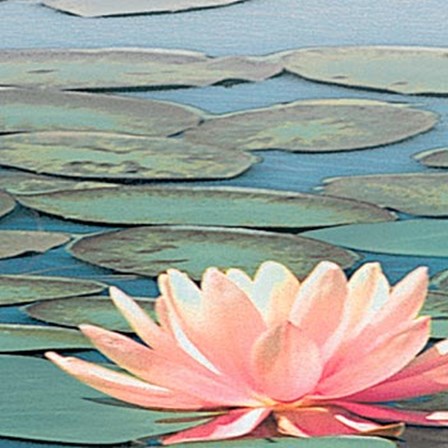 Lily Pool IV by Adam Brock art print