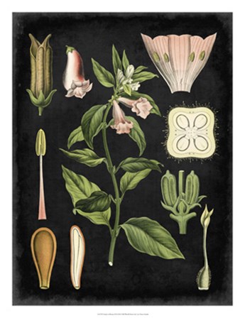 Study in Botany II by Vision Studio art print