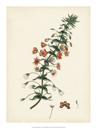 Splendors of Botany V art print