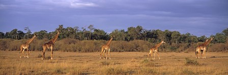 View Of A Group Of Giraffes In The Wild, Maasai Mara, Kenya by Panoramic Images art print