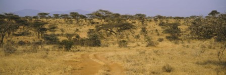 Trees on a landscape, Samburu National Reserve, Kenya by Panoramic Images art print