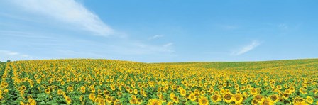 Field of sunflower with blue sky by Panoramic Images art print