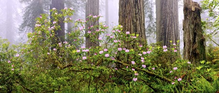 Rhododendron flowers in a forest, Del Norte Coast State Park, Redwood National Park, Humboldt County, California, USA by Panoramic Images art print