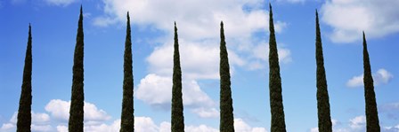 Low angle view of leafless palm tree, Maui, Hawaii, USA by Panoramic Images art print